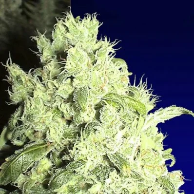 White Indica van Ceres seeds
