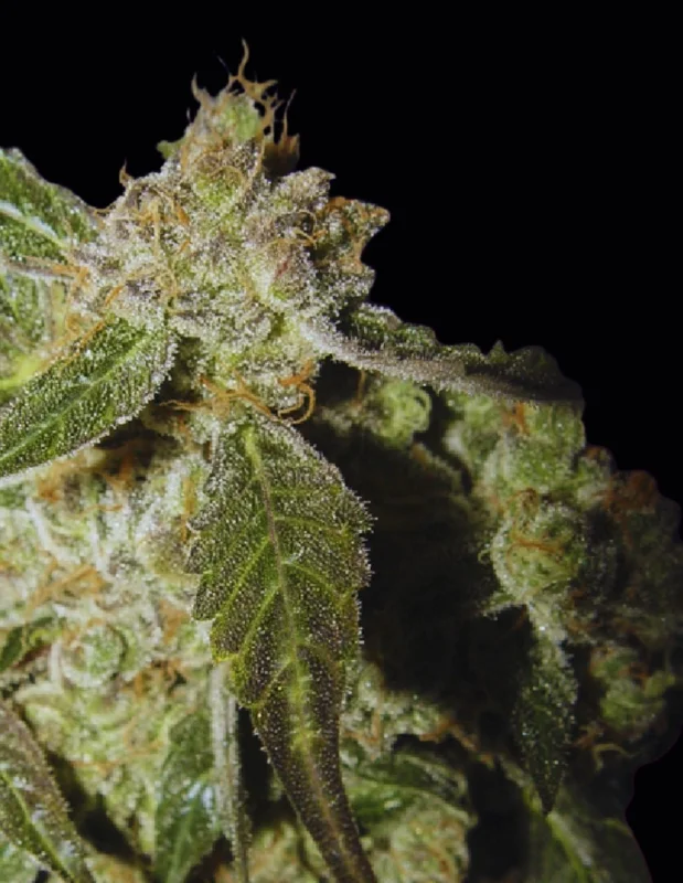 White Panther van Ceres seeds