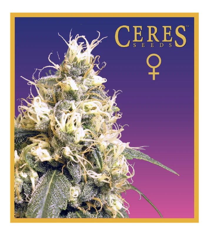 Ceres Skunk van Ceres seeds