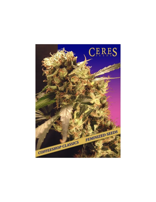 Orange Bud van Ceres seeds
