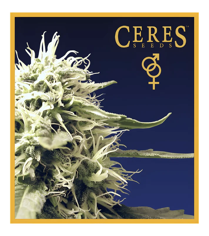 Ceres Kush van Ceres seeds