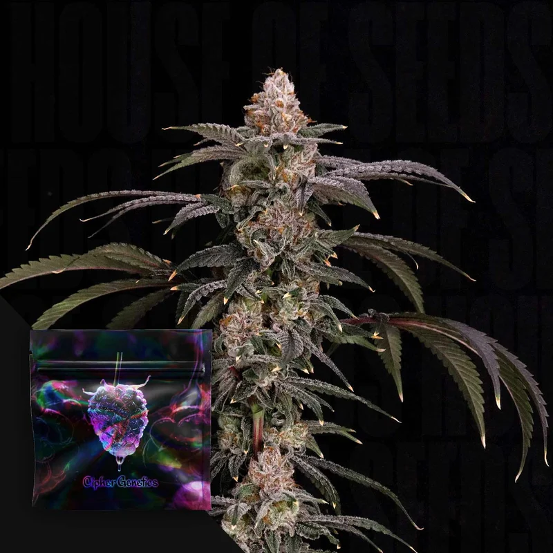 Black Beretta van Cipher Genetics