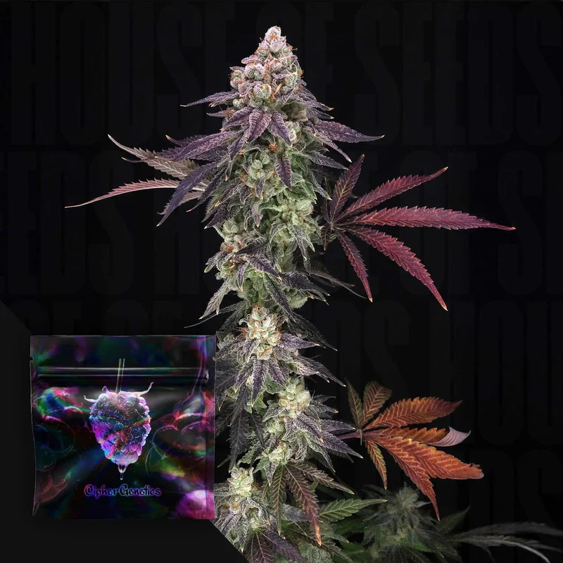 Divine Nectar van Cipher Genetics