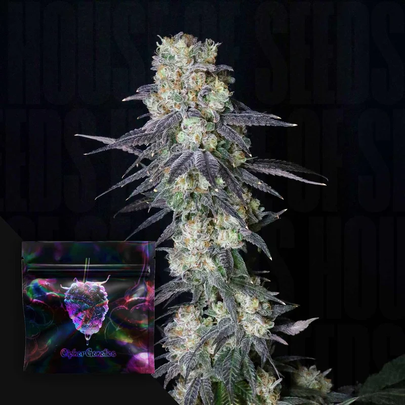 Trippin' Dots van Cipher Genetics