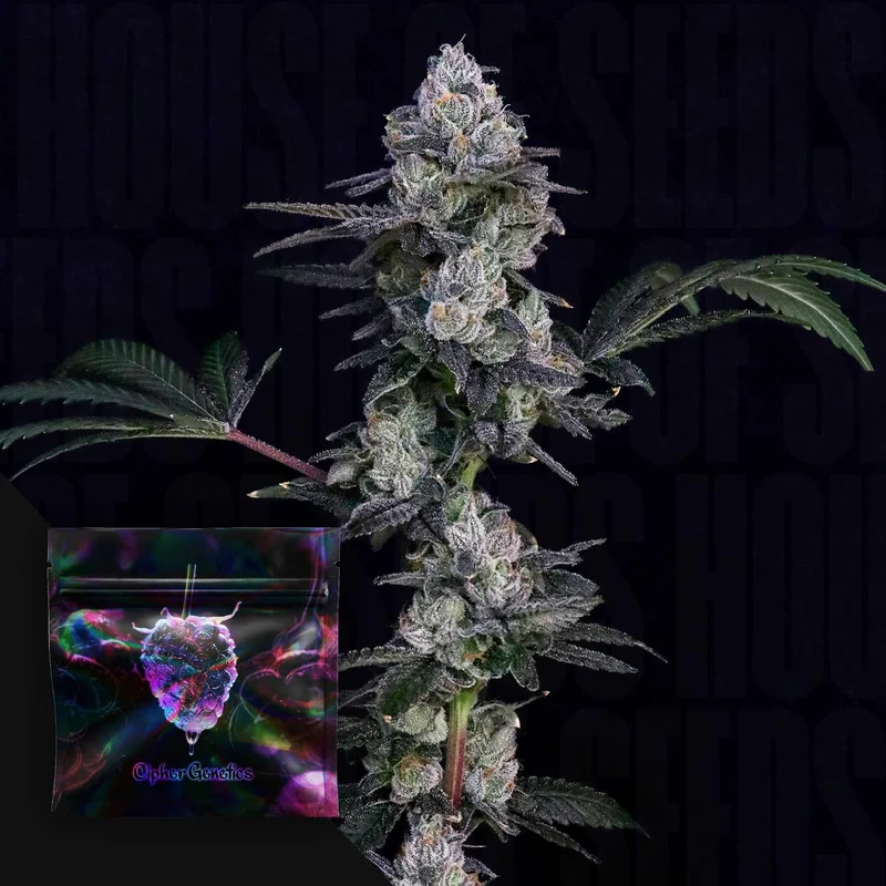 Frozen Yeti van Cipher Genetics