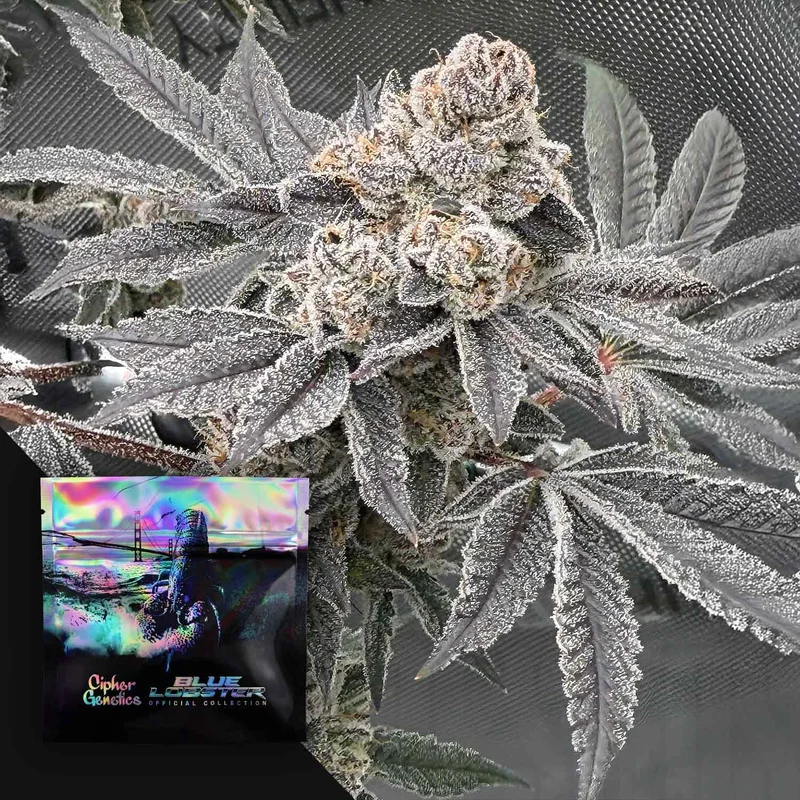 Blueberry Banana Lobster (BBL) van Cipher Genetics