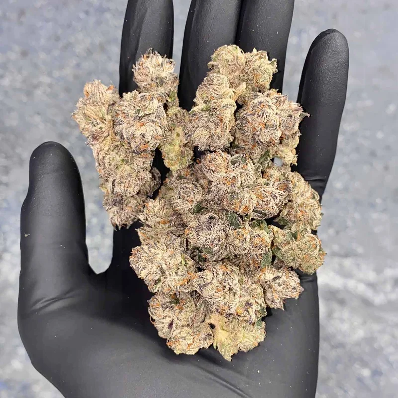 Schedule Z van Cipher Genetics