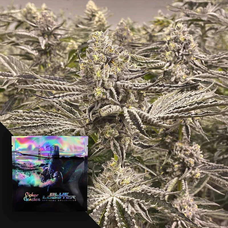 Snow Lobster van Cipher Genetics