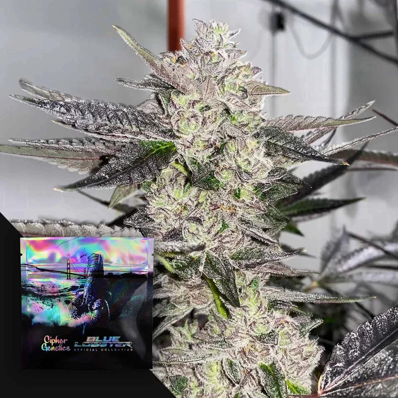 Cobra Eye van Cipher Genetics