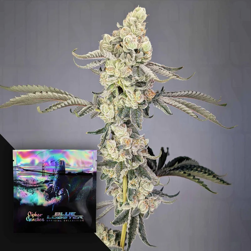 Lobzter van Cipher Genetics
