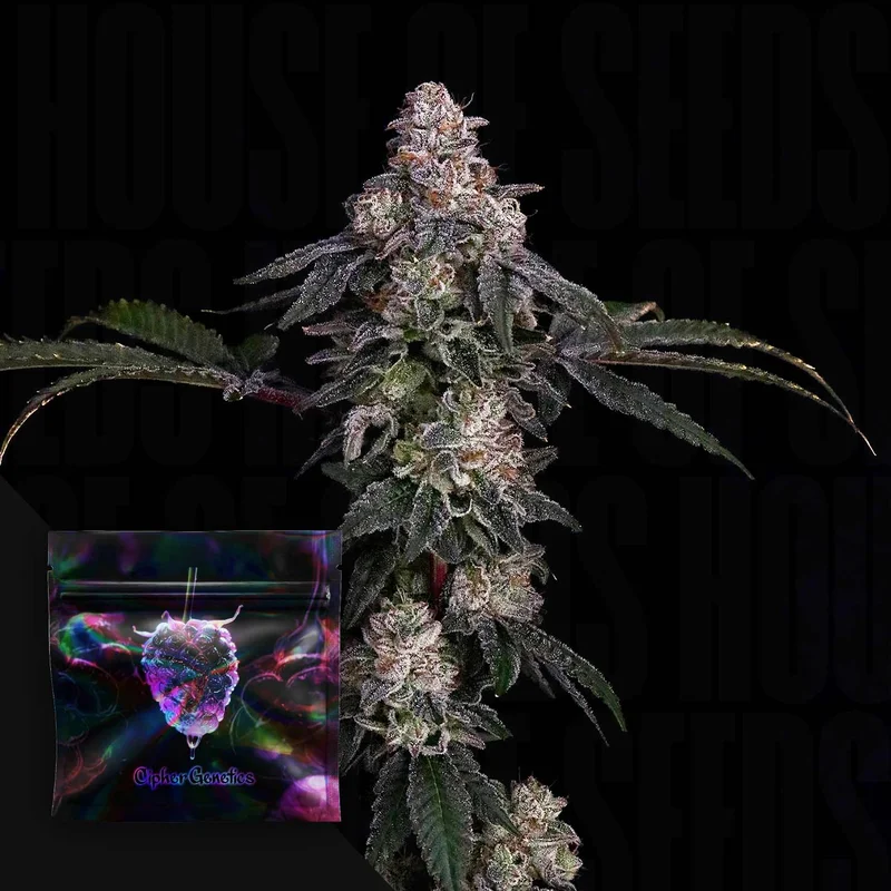 Zerrari van Cipher Genetics