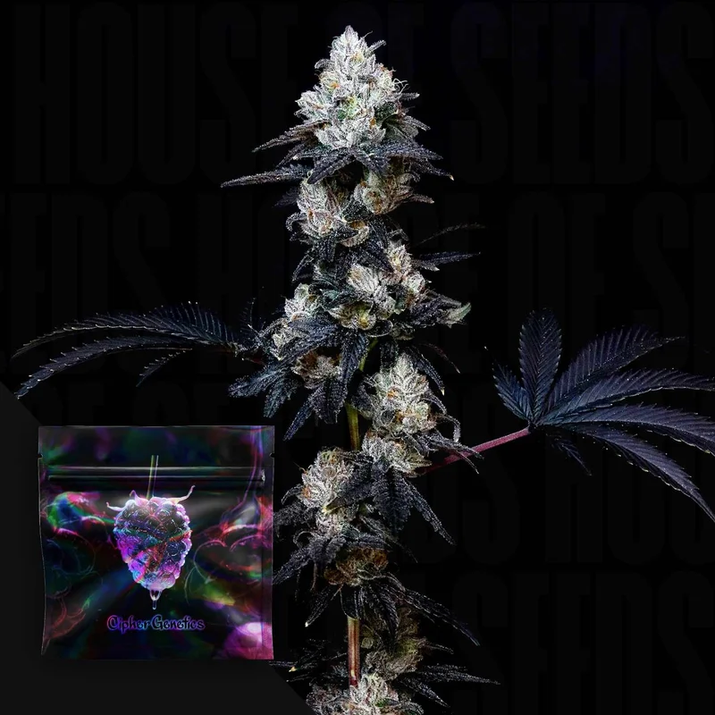 Gassy Knolls van Cipher Genetics
