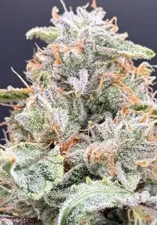 Starshine van Common Wealth Seed Co