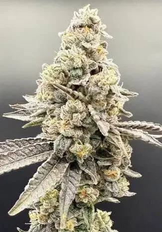 Wedlock van Common Wealth Seed Co