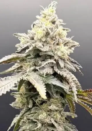 Limelight x Grape Sunshine van Common Wealth Seed Co