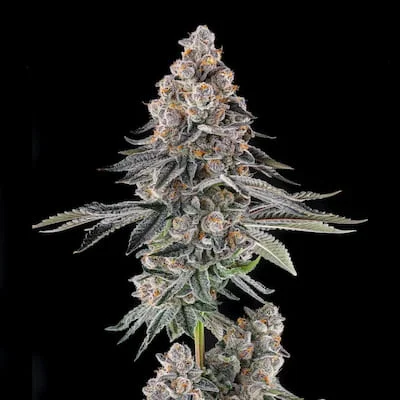 Mailbox Money van Compound Genetics