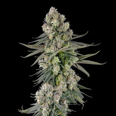Glue Lotus van Compound Genetics