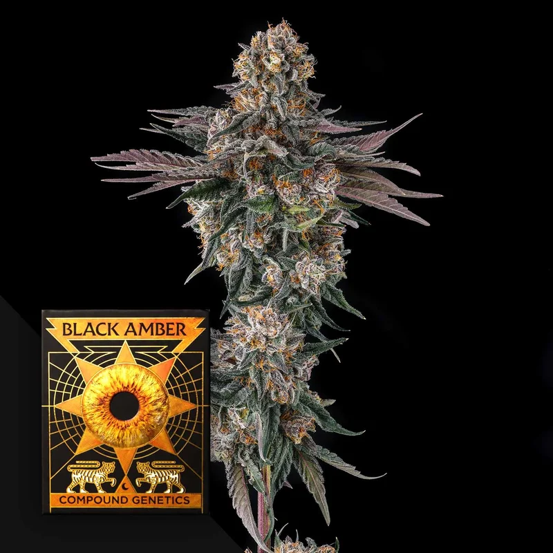 Orange Moon van Compound Genetics