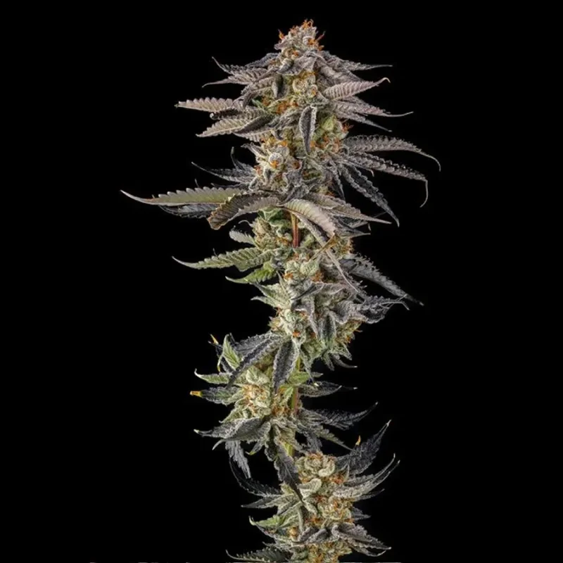 JAHrassic van Compound Genetics