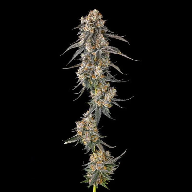 Solazo van Compound Genetics