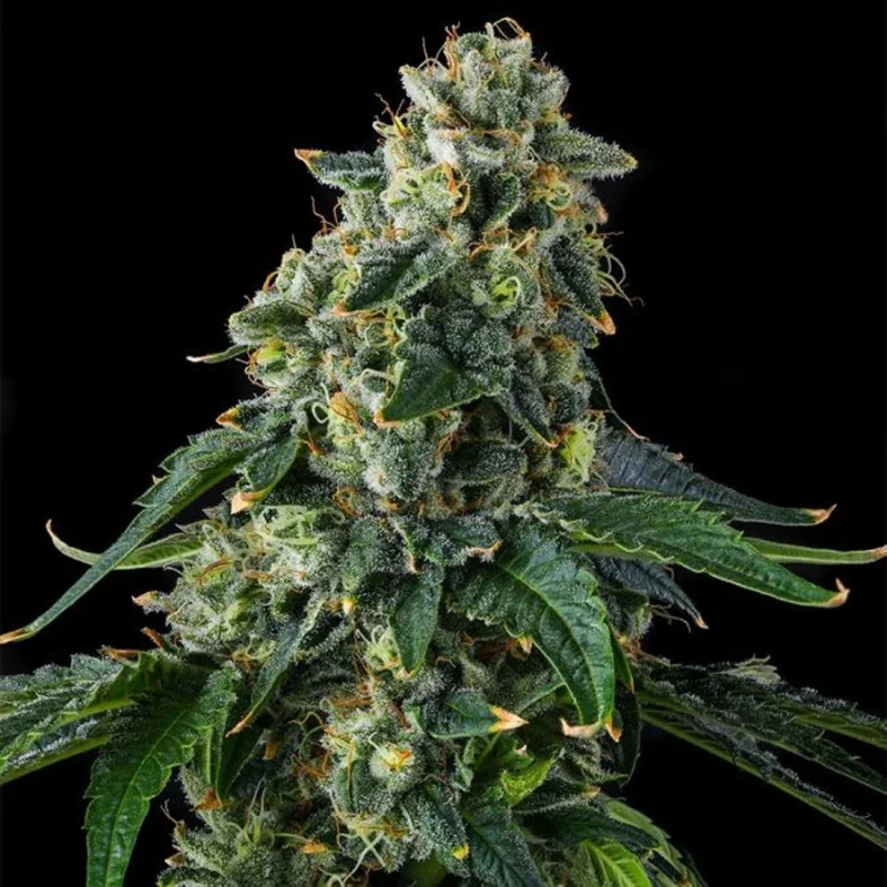 Presidential Pardon van Compound Genetics