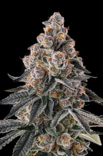 Mailbox Money van Compound Genetics
