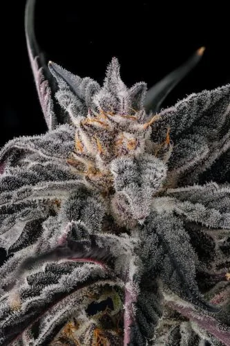 Nakamarra van Compound Genetics