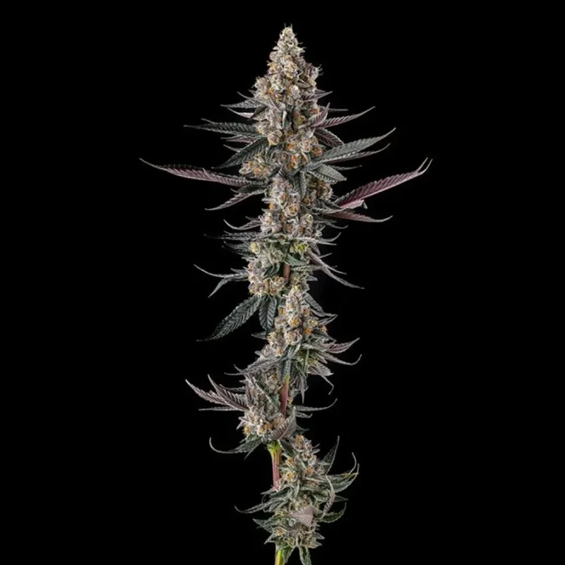 Shake Back van Compound Genetics