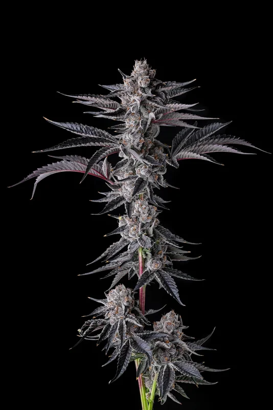 New Money van Compound Genetics