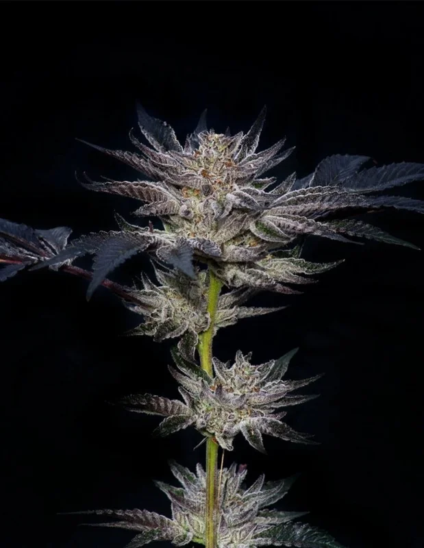 Slipstream van Compound Genetics