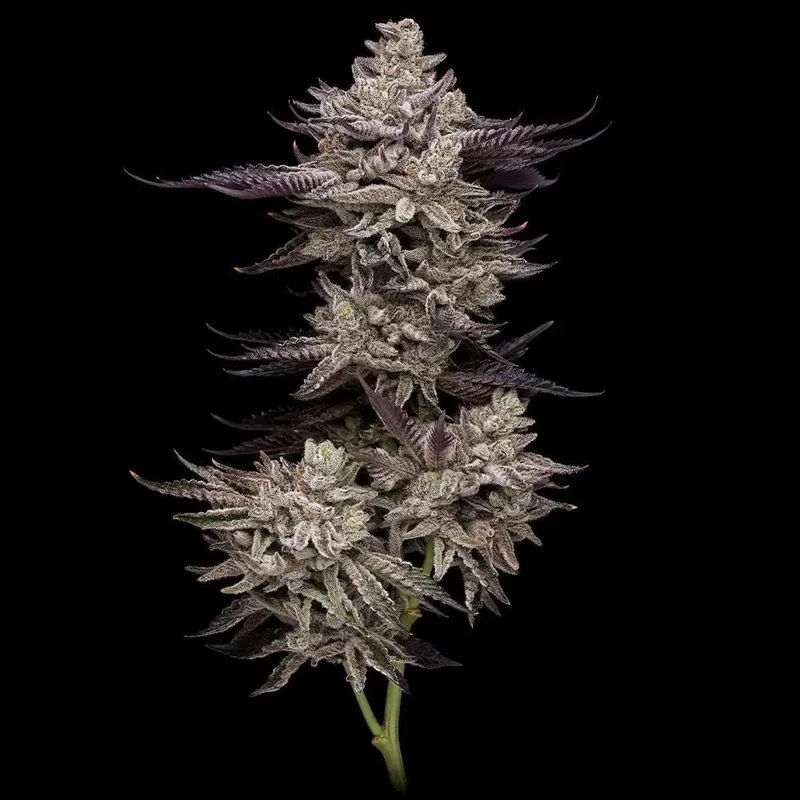 Animorph Mints van Compound Genetics