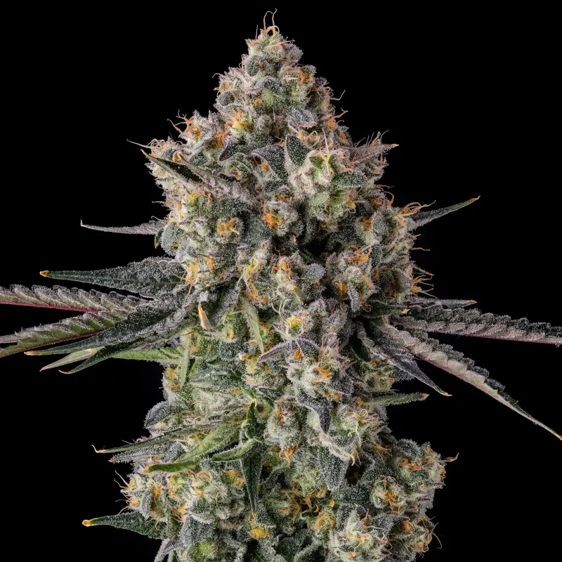 Zhampagne van Compound Genetics