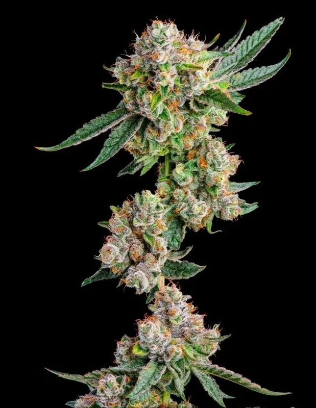 Glue 31 van Compound Genetics
