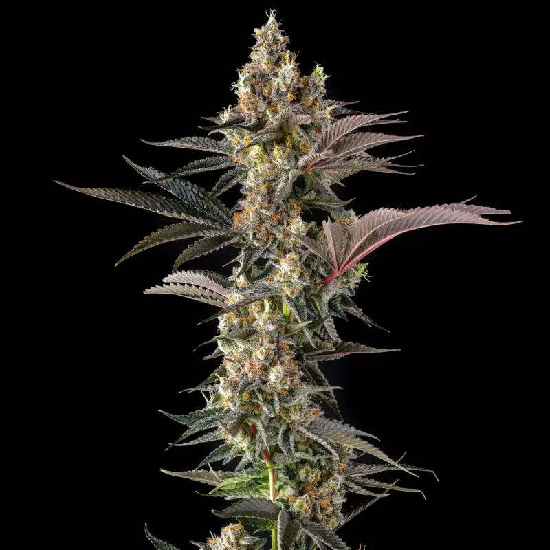 Tostones van Compound Genetics