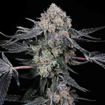High Society van Compound Genetics