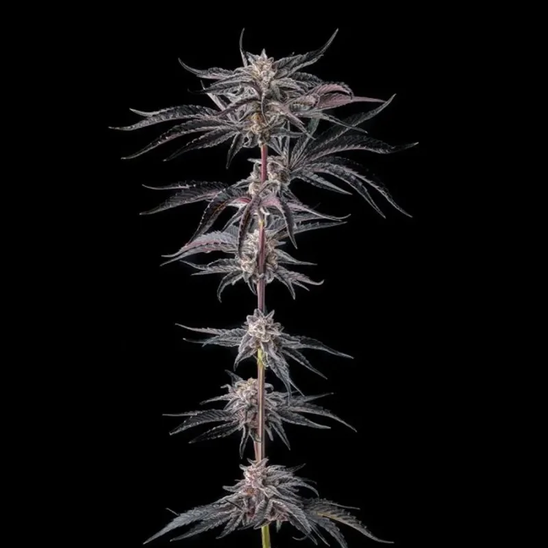 Nakamarra van Compound Genetics