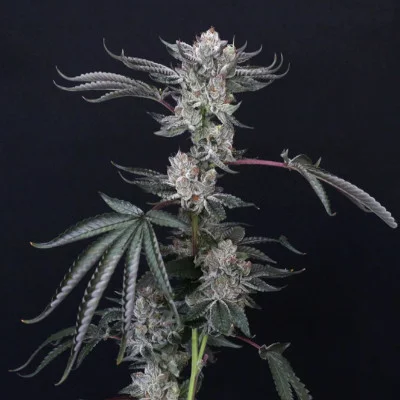 Luxar-Dos van Compound Genetics
