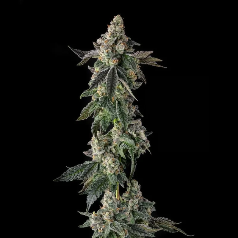 Zhampagne van Compound Genetics