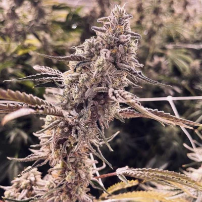 Animorph Mints van Compound Genetics