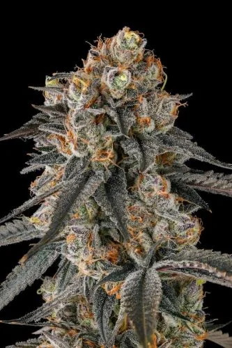 Solazo van Compound Genetics