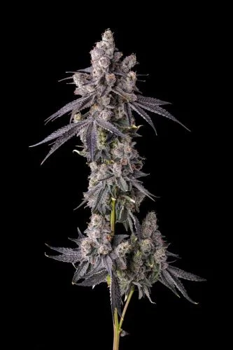 Mora Azul van Compound Genetics