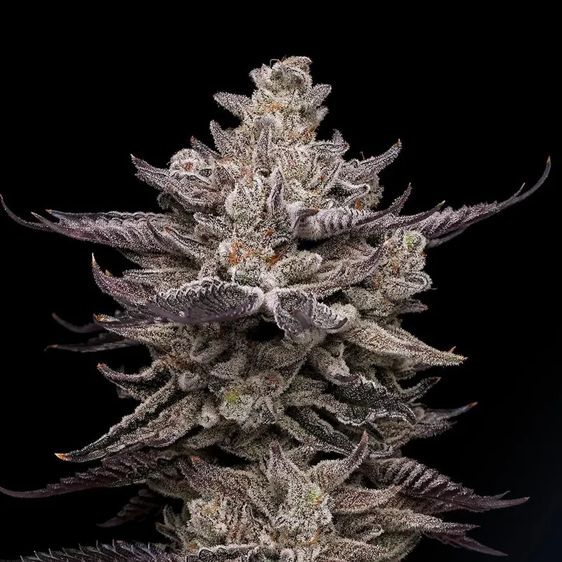 EL Valle Haze van Compound Genetics