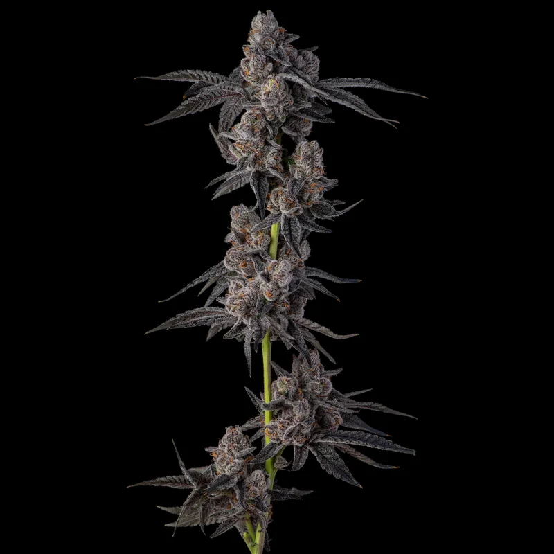 Pamellowz van Compound Genetics