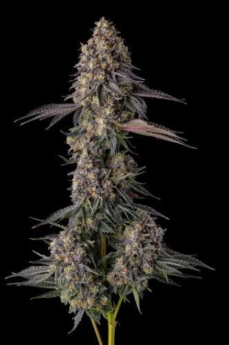 Kumamotoz van Compound Genetics