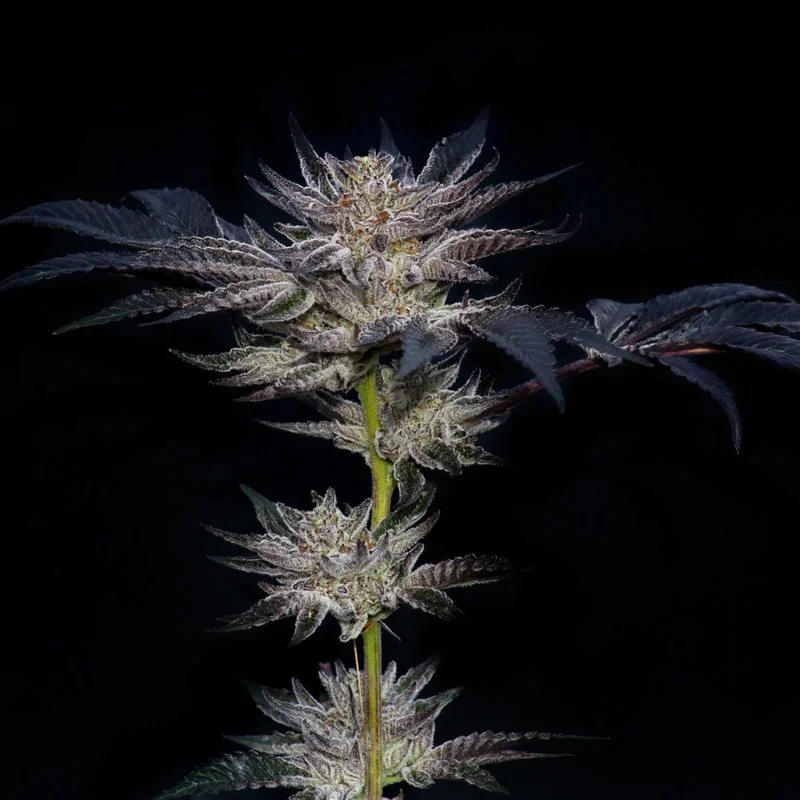 Slipstream van Compound Genetics