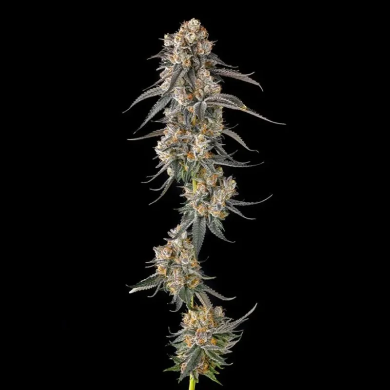 Solazo van Compound Genetics