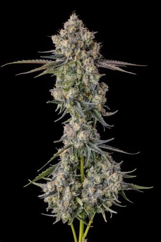 Zhampagne van Compound Genetics