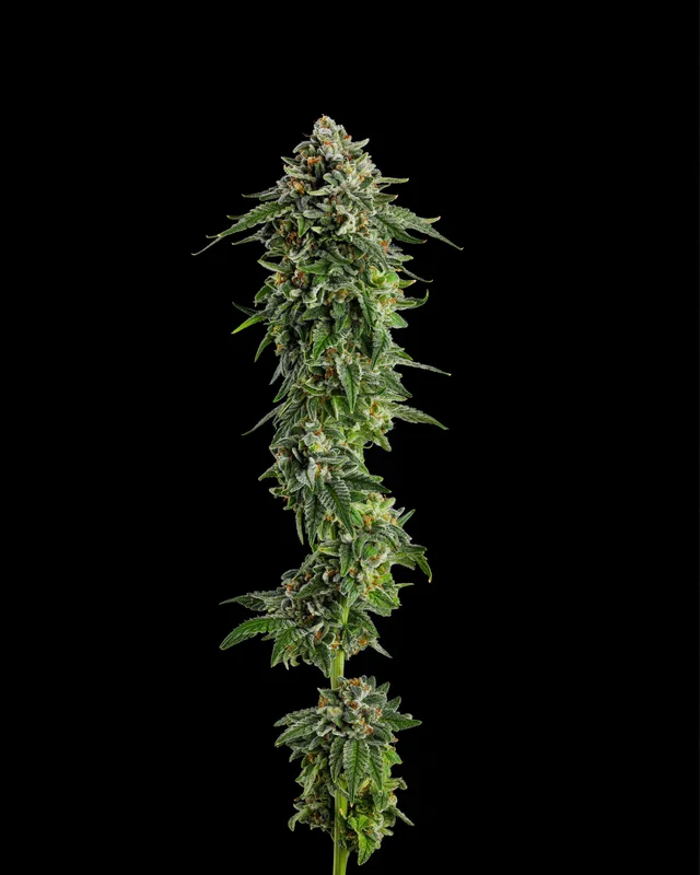Jet Puft van Compound Genetics