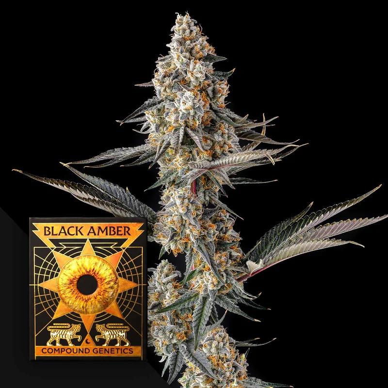 La Llorona van Compound Genetics
