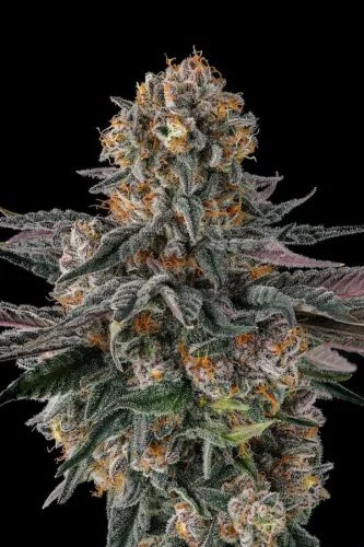 Orange Moon van Compound Genetics